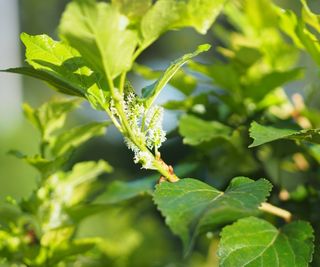 Mulberry tree in a sunny garden with green, lush foliage