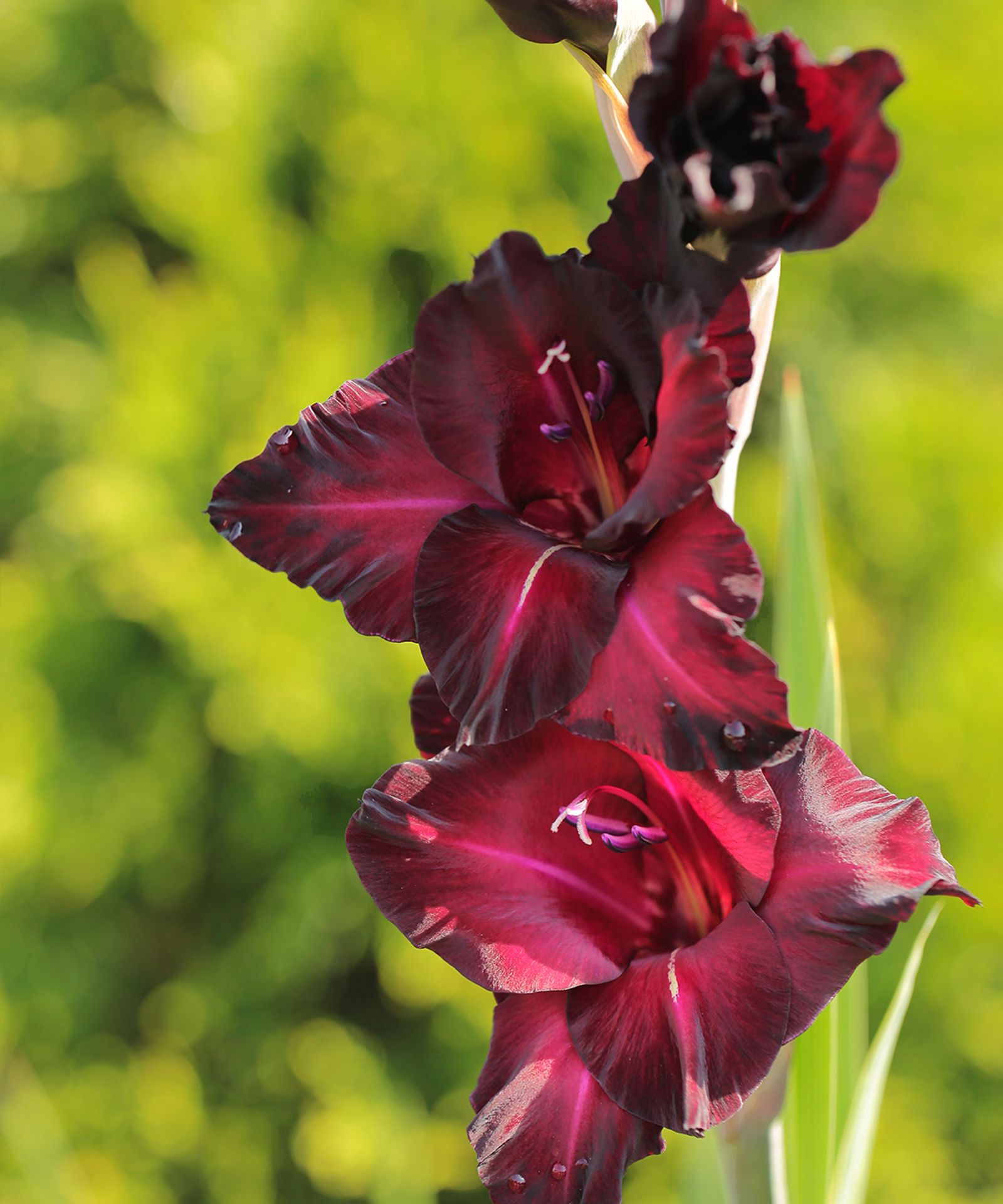 Types of gladioli 12 varieties for color and flamboyance Homes & Gardens