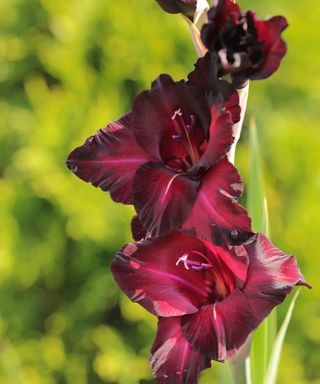 Deep burgundy flowers of Gladiolus 'Espresso'
