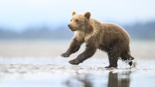 Grizzly bear cub running in shallow water