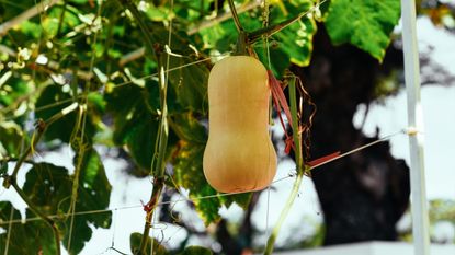 Butternut squash growing on a frame