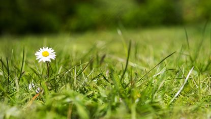 Crabgrass vs. Quackgrass