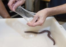 navy-hagfish-slime