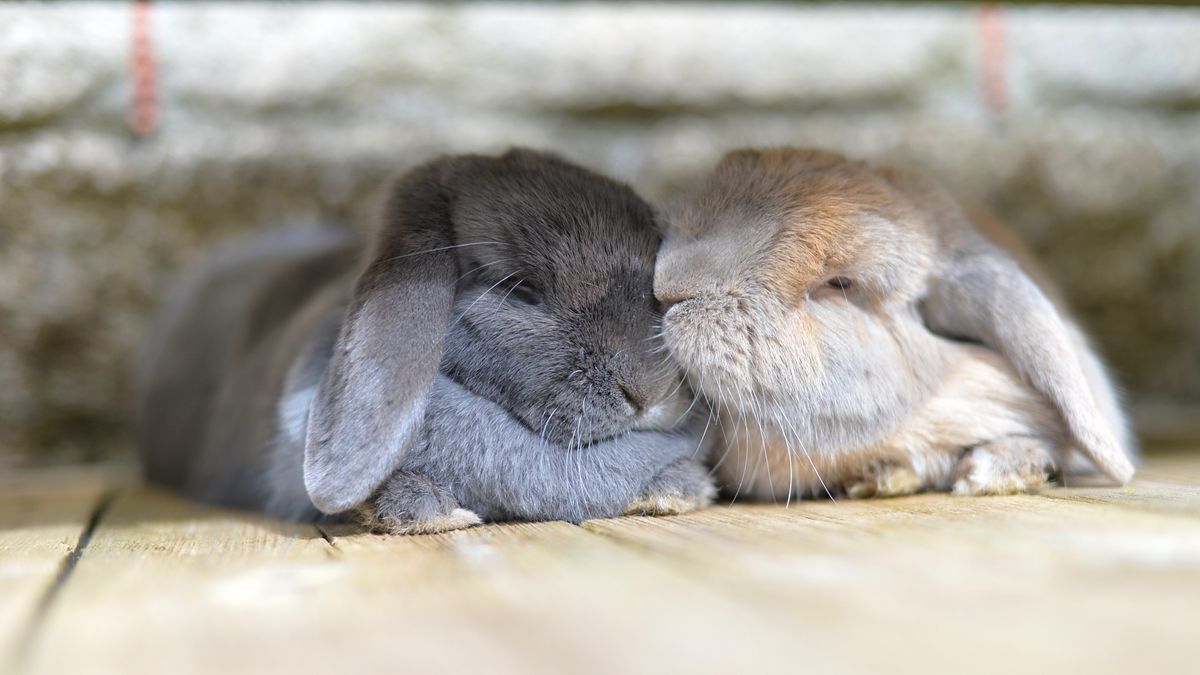 A guide to owning Mini Lop rabbits | PetsRadar