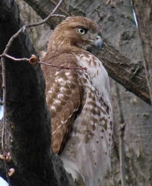 Birding for Beginners: A Novice Gets Tips from the Pros | Live Science