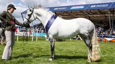 TESREMOS SUNNYBEAR Connemara Champion The Royal Highland Show 2019 Photograph by Grossick Racing Photography 0771 046 1723