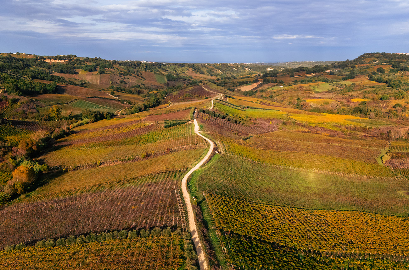 Birds eye view over fields of brown and green vines