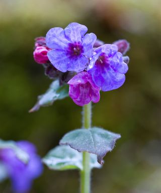 purple flowers of pulmonaria, also known as common lungwort