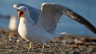 Close-up of an angry seagull on the beach