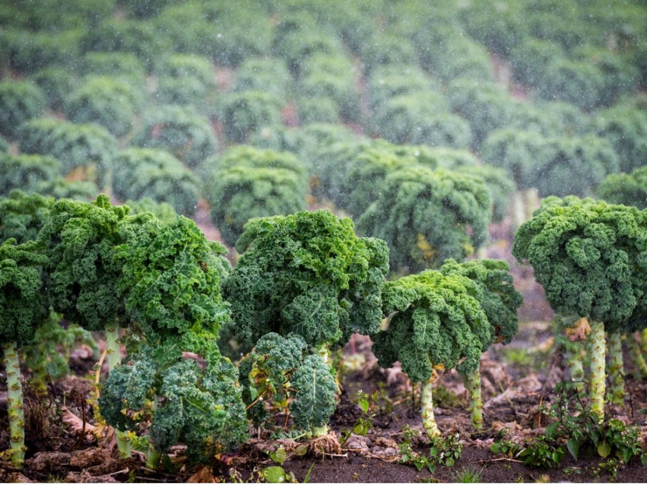 Kale Plants