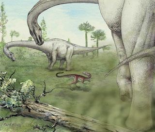 An illustrator's rendering of two Dreadnoughtus schrani next to a small meat-eating dinosaur. With a 37-foot-long neck and a 30-foot tail, the dinosaur likely had to eat massive amounts of plants to fuel its body.