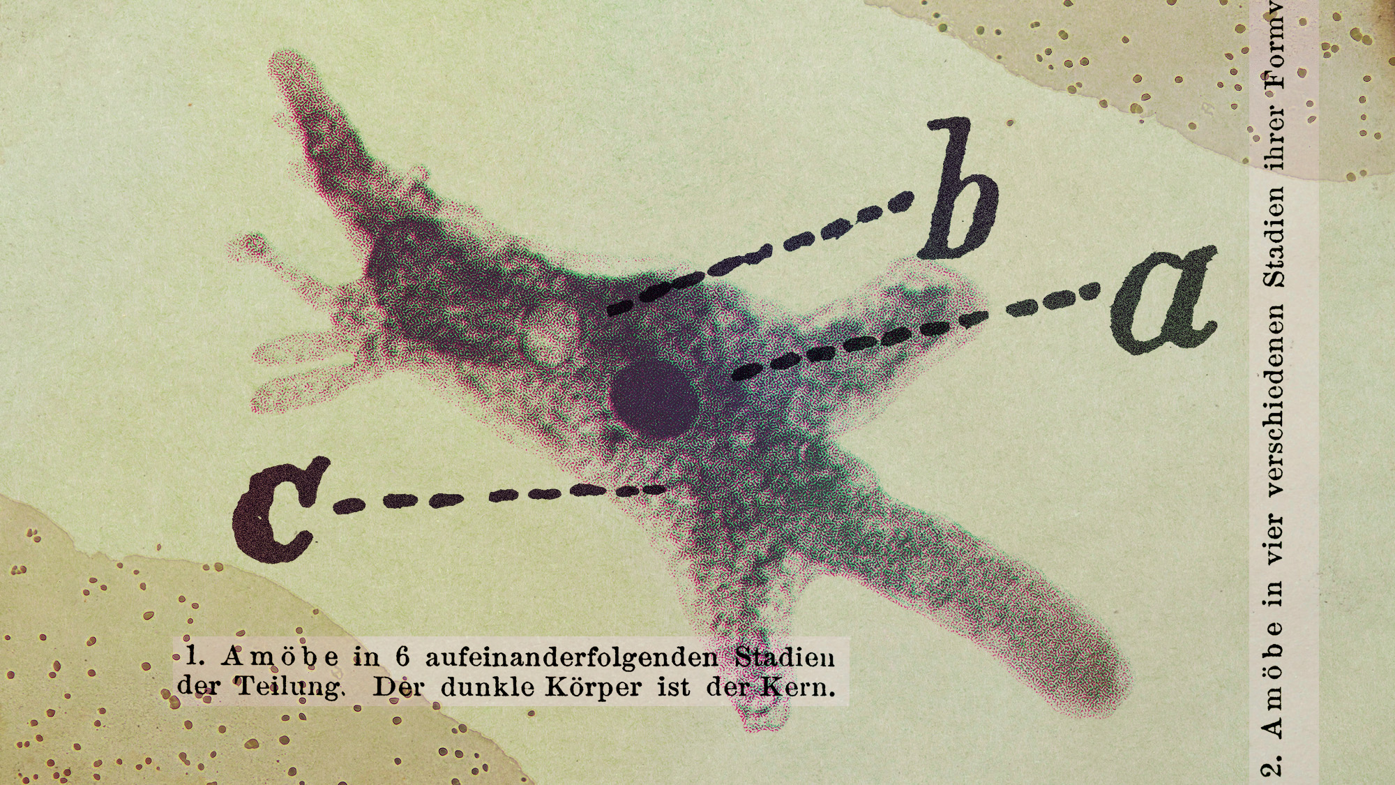 Illustrative collage of an amoeba diagram