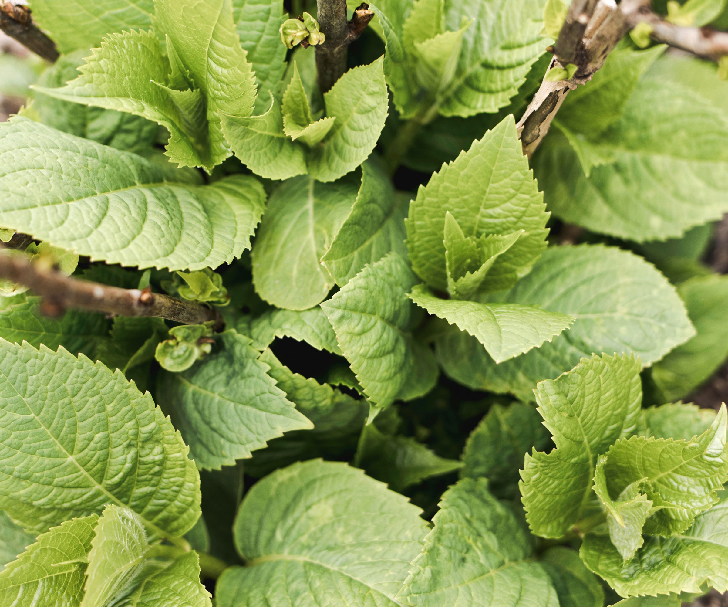 hydrangea in spring with new growth