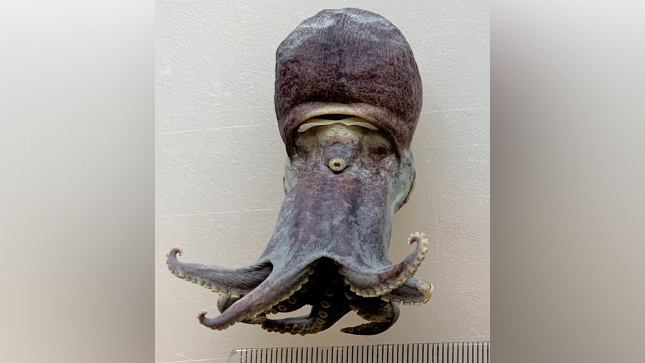 Octopus.