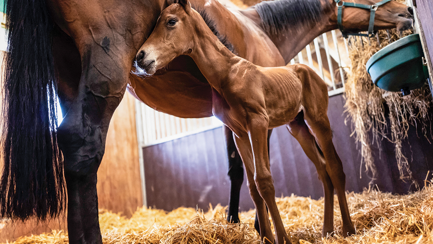 Camptown, Jedburgh, Scottish Borders, UK. 31st May 2018. Racehorse Maggie Blue and her day old foal at trainer Harriet Graham's Racing Yard near Jedbu
