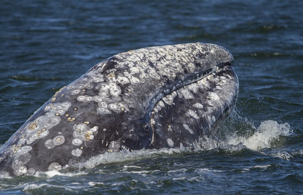 western gray whale