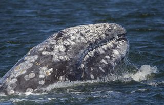 western gray whale