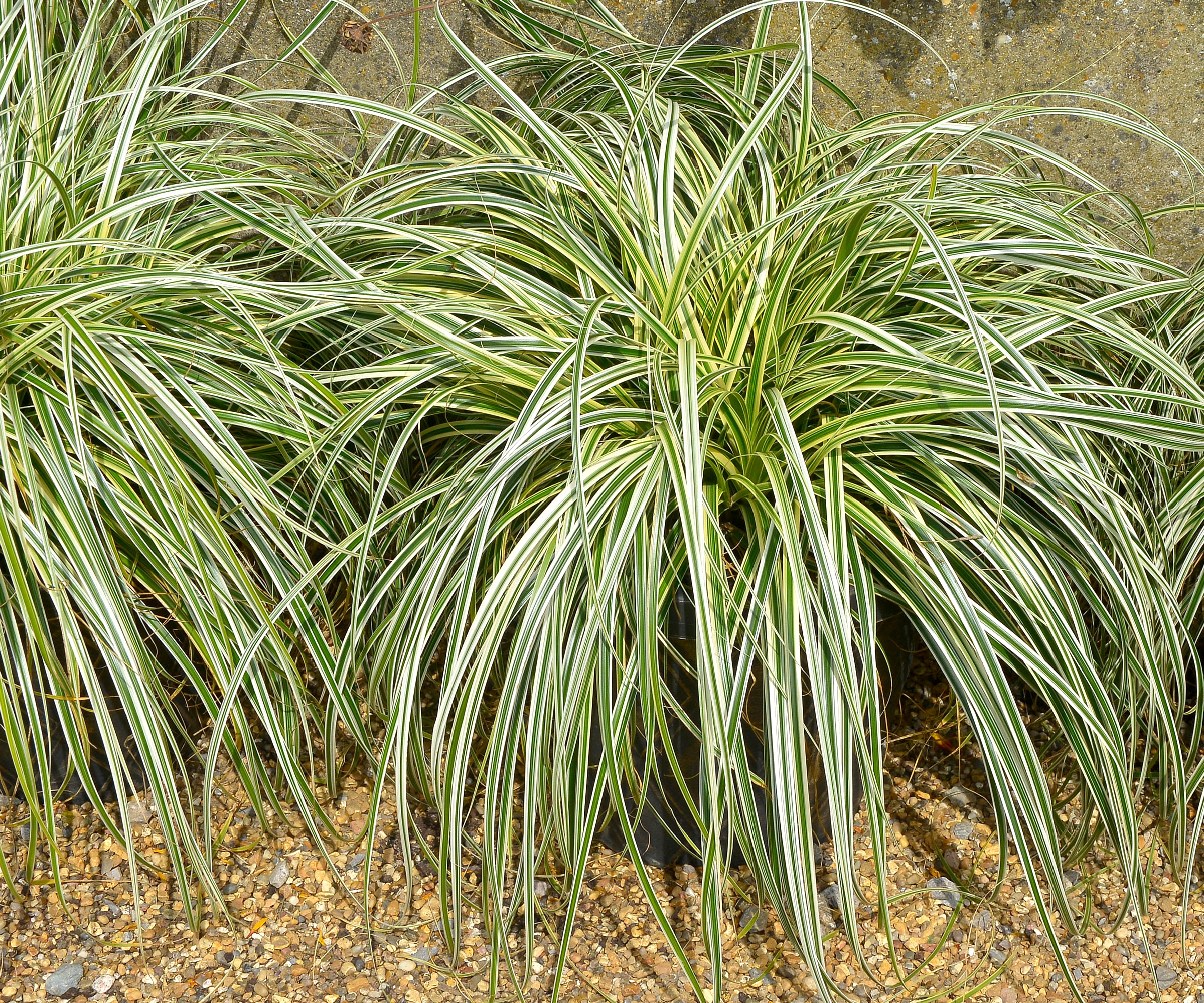 sedge Feather Falls with green and white foliage