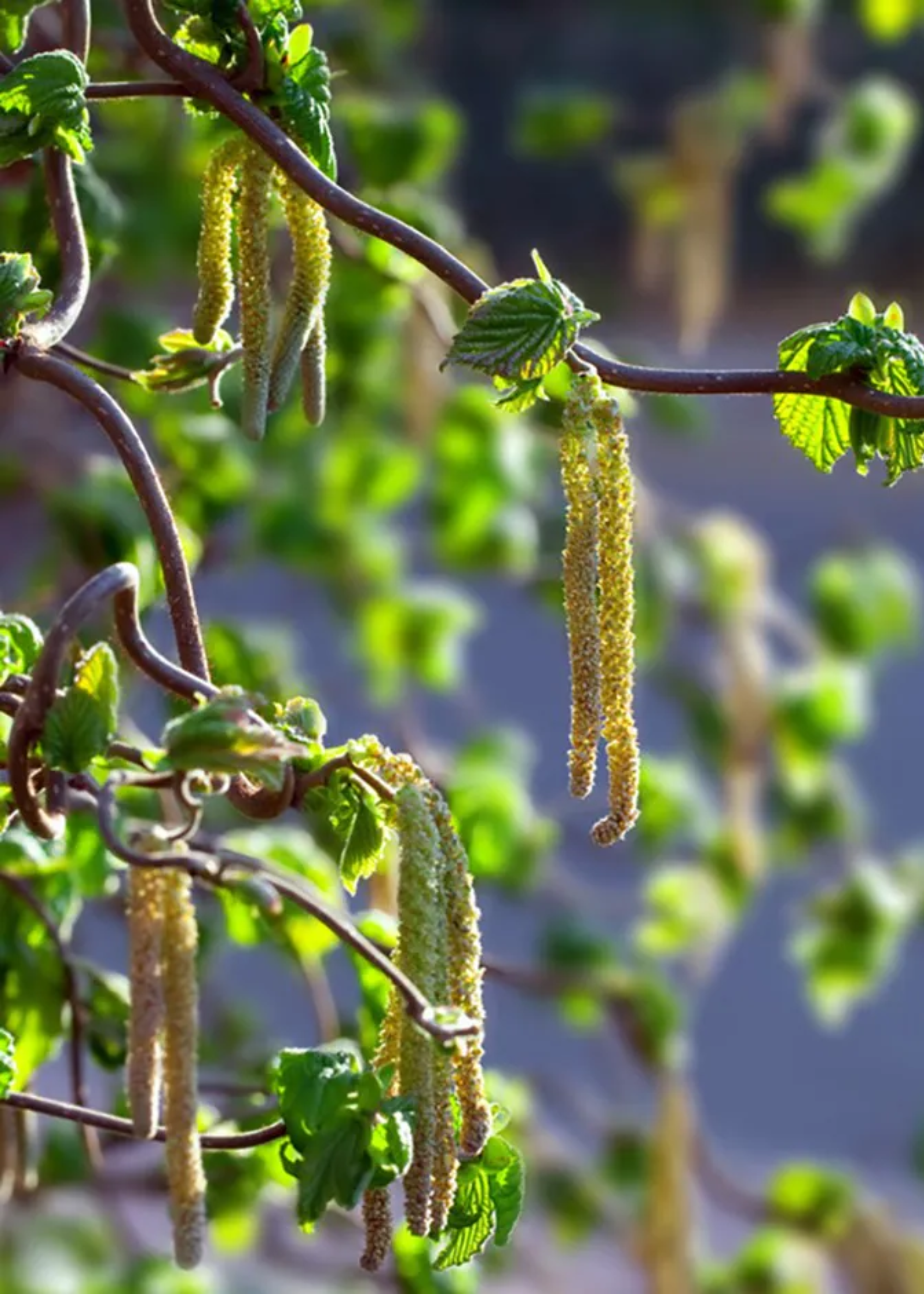 A close-up of a hazel tree