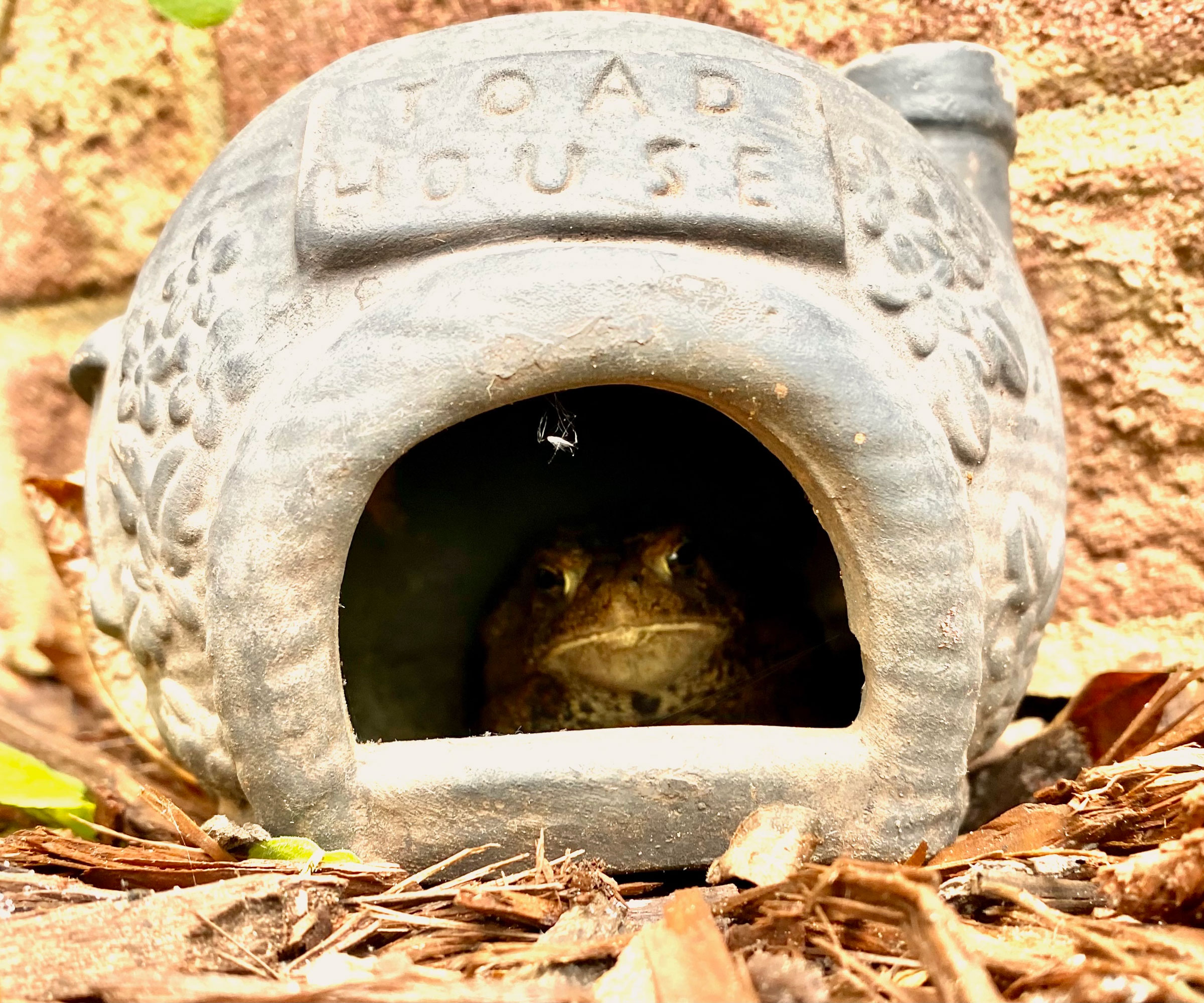 toad peeking out of stone toad house in garden with wood chips at entrance
