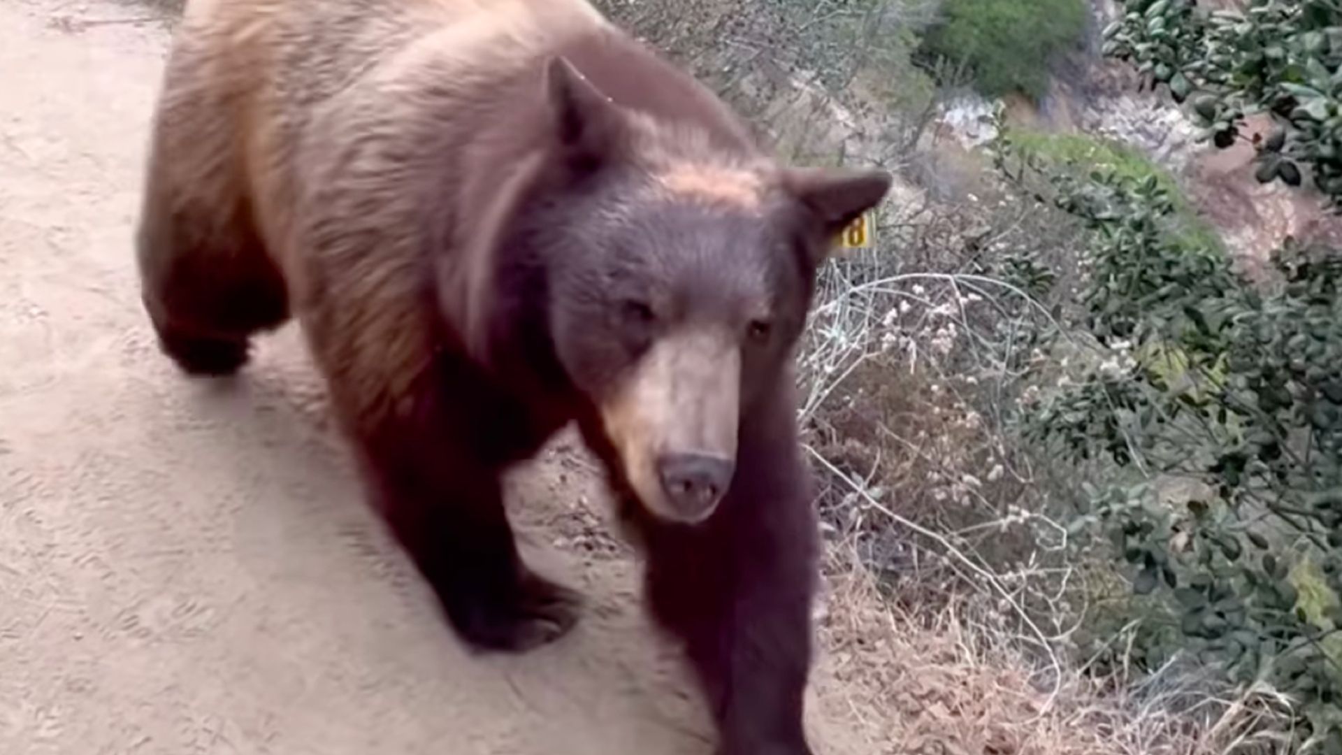 Watch an extremely close encounter between a bear and a hiker in