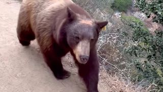 Close encounter with a bear in the Sierra Madre Mountains