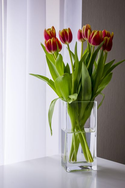 How to Take Care of Tulips in a Vase – 5 Tips by Experts | Livingetc