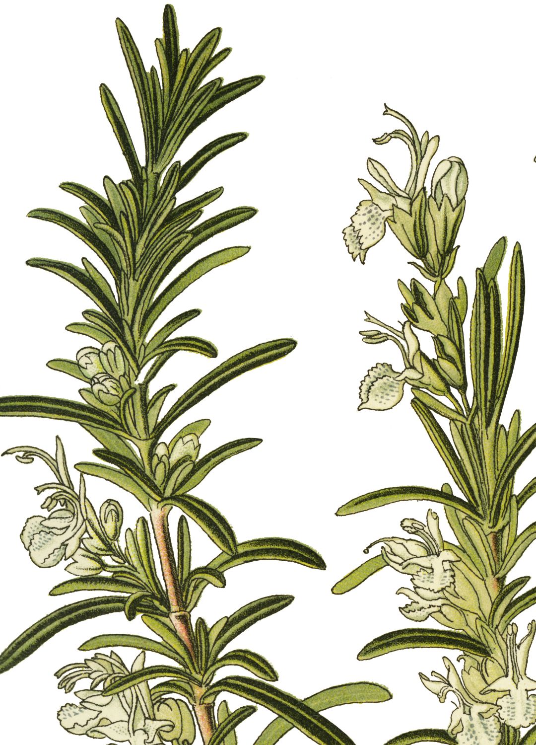 Rosemary