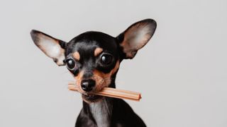 Easy ways to teach your dog new tricks — dog with treat in its mouth