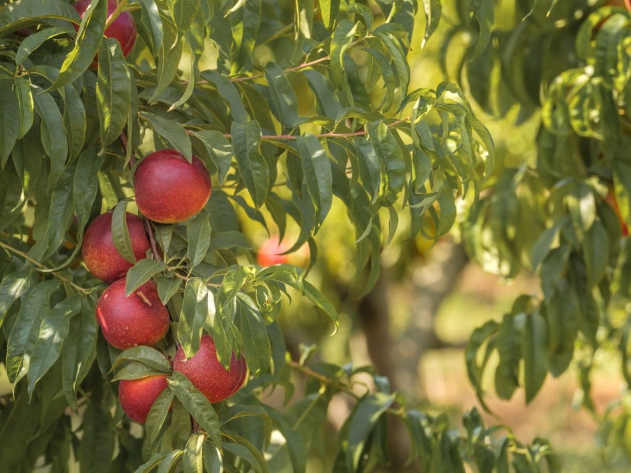 Fruit Tree With Shot Hole Disease