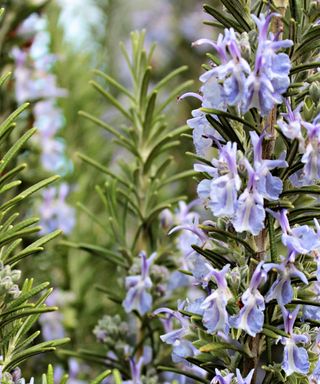 A close-up shot of dark green spiky rosemary plants with light purple flowers growing on them