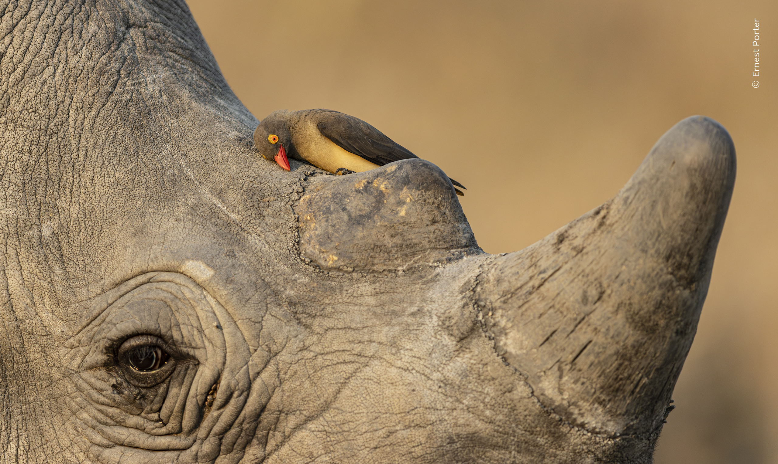 Close-up of a rhinoceros head with a red-billed oxpecker bird perched on its horn against a blurred natural background