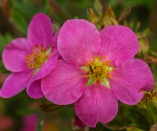 pink shrubby cinquefoil flowers