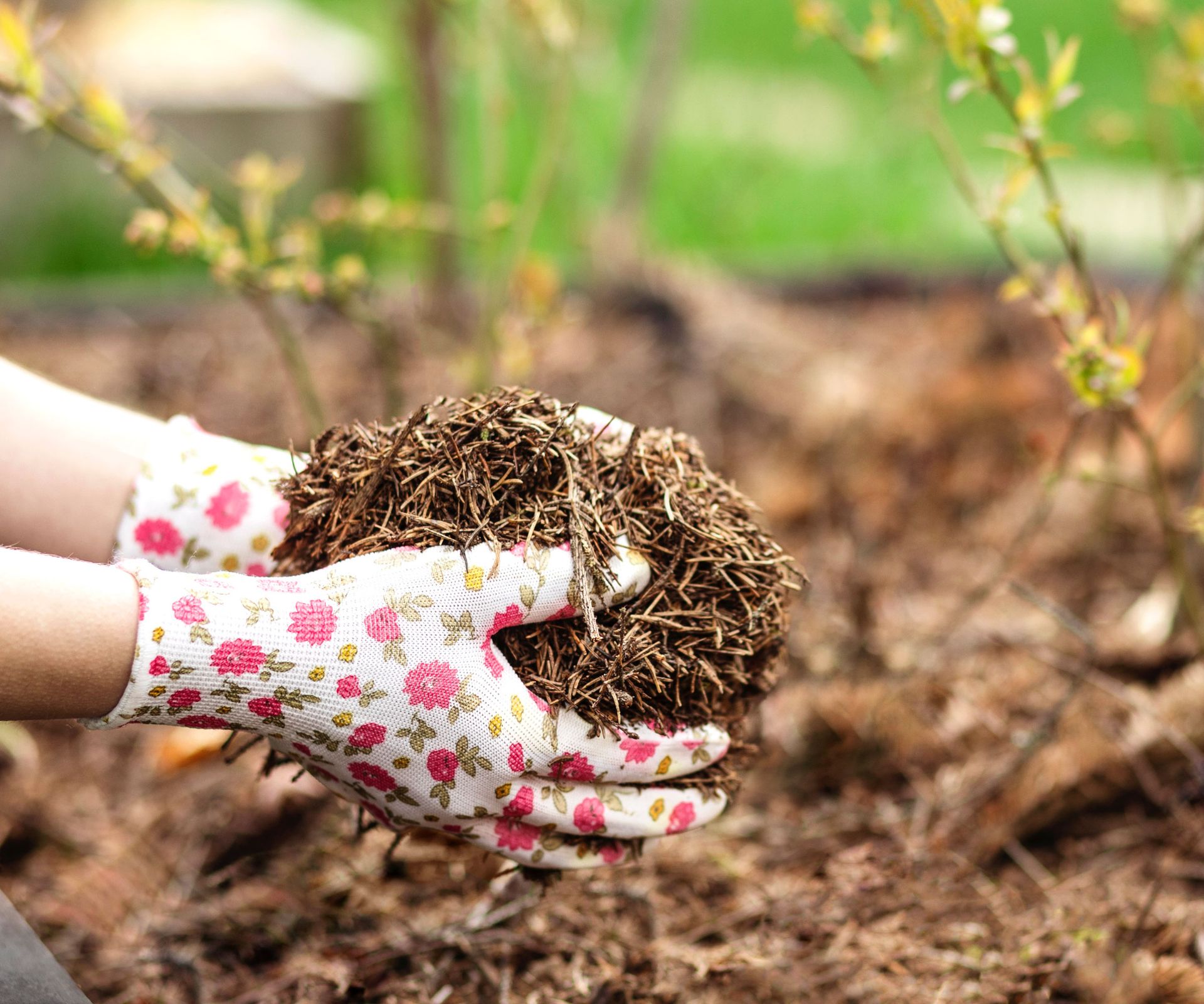 gloved hands holding a clump of pine straw