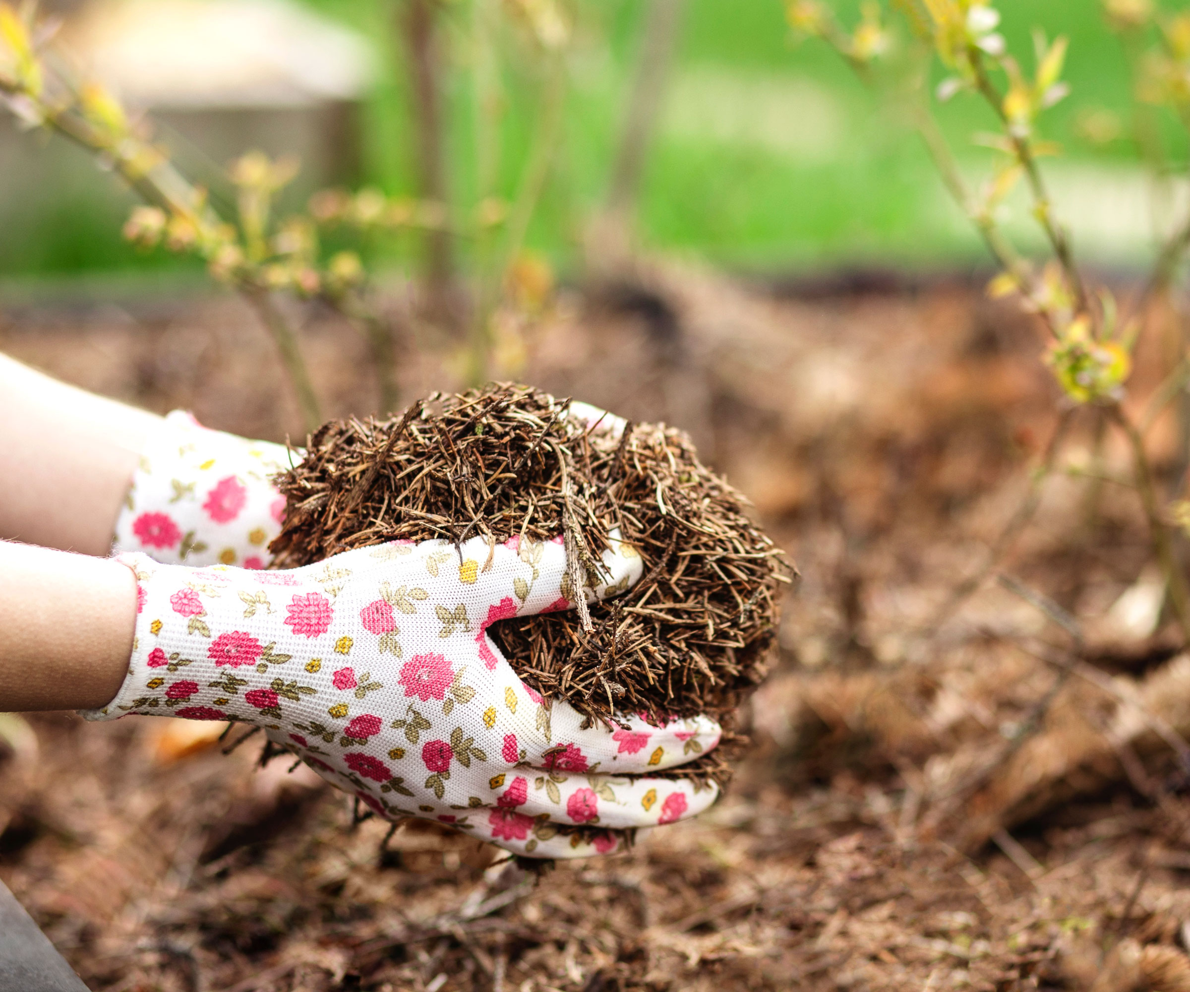 gloved hands holding a clump of pine straw