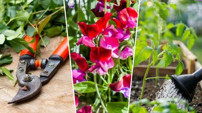 composite of pruning shears, sweat peas and watering tomato plant