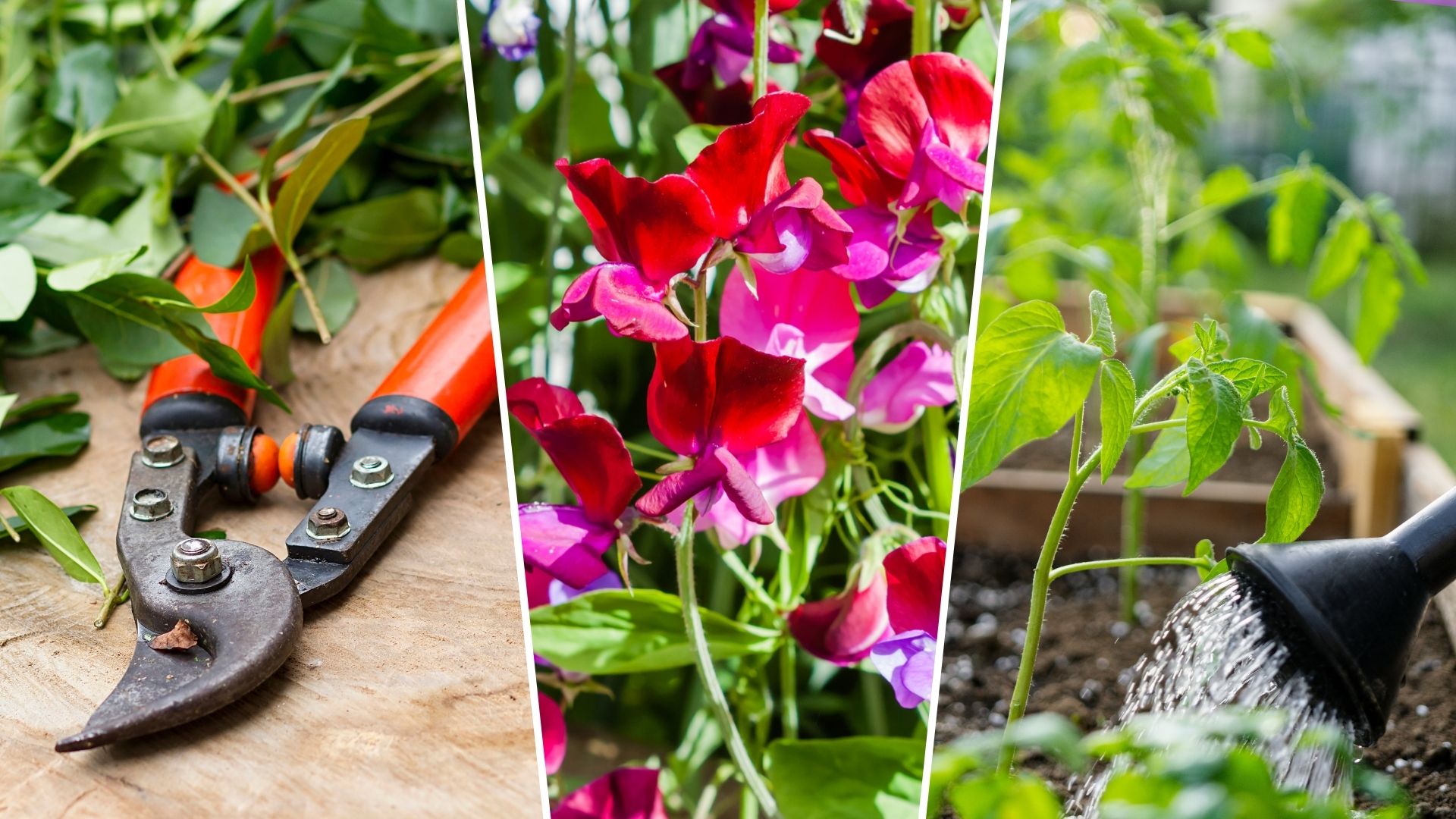 composite of pruning shears, sweat peas and watering tomato plant