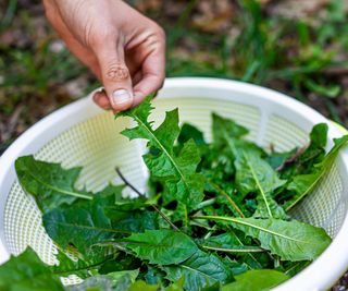 dandelion leaves harvested in a bowl