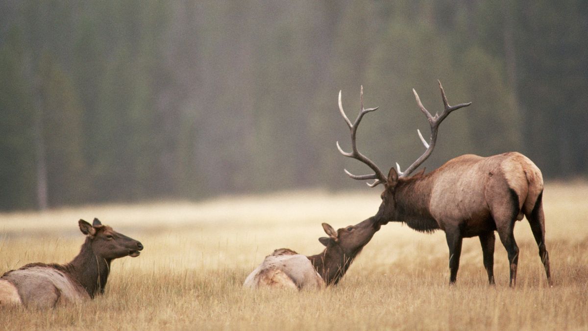 Male and female elk in field during the rut