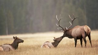 Male and female elk in field during the rut