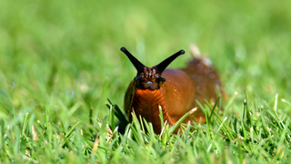 Slug in grass facing camera