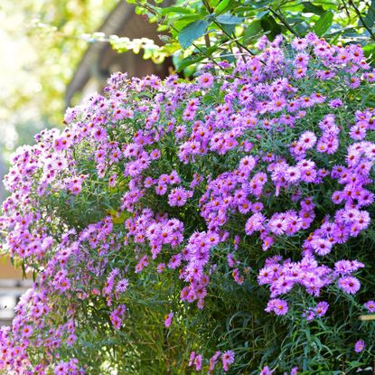 Purple asters in full bloom outside of house
