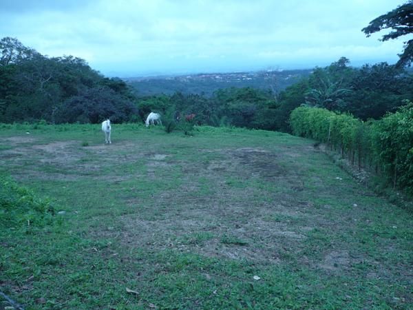 Horses in a pasture along the stage 1 course