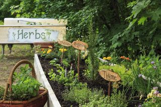herb garden ideas GettyImages-647369934