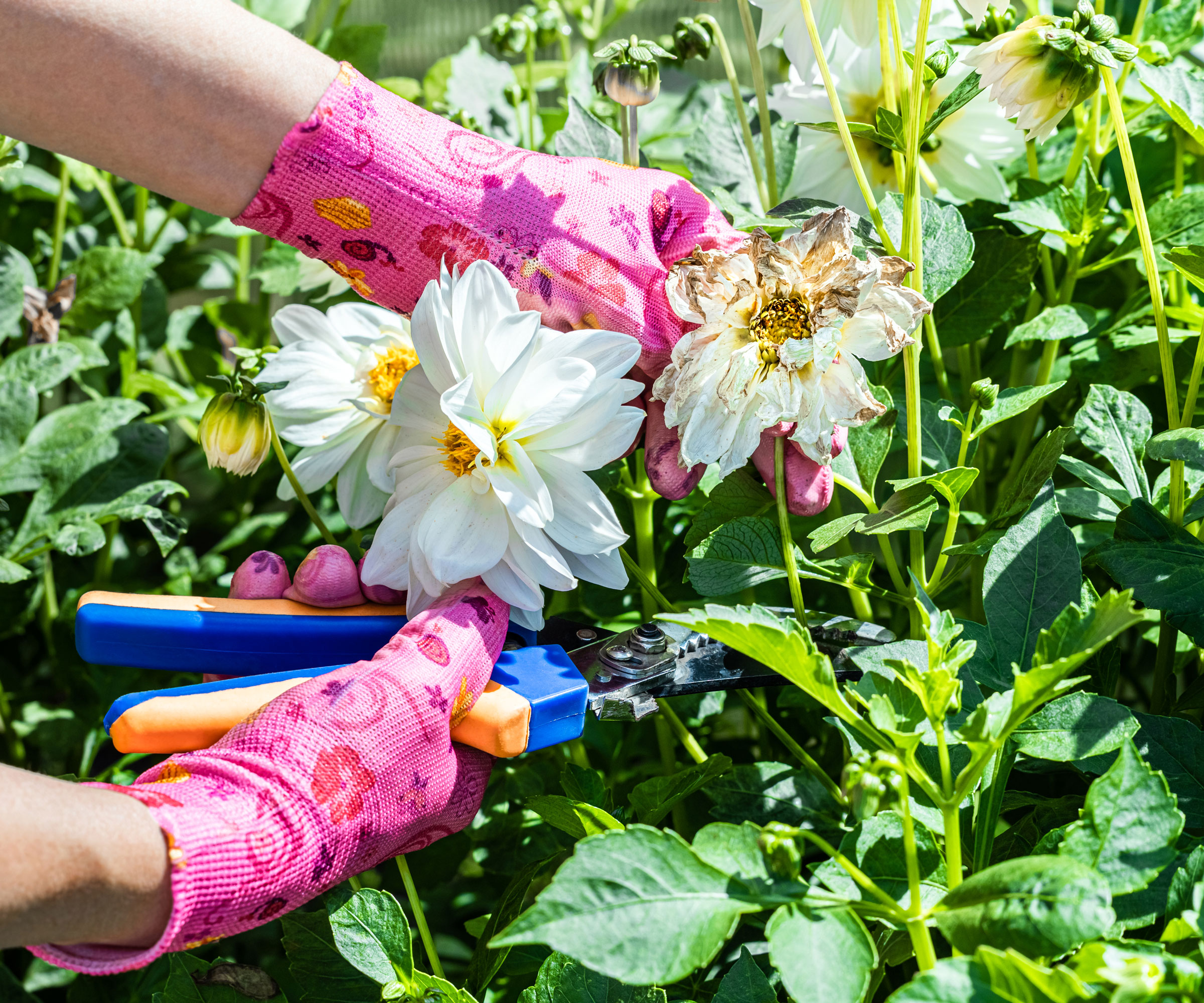white dahlia flowers being deadheaded