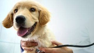 dog at vet