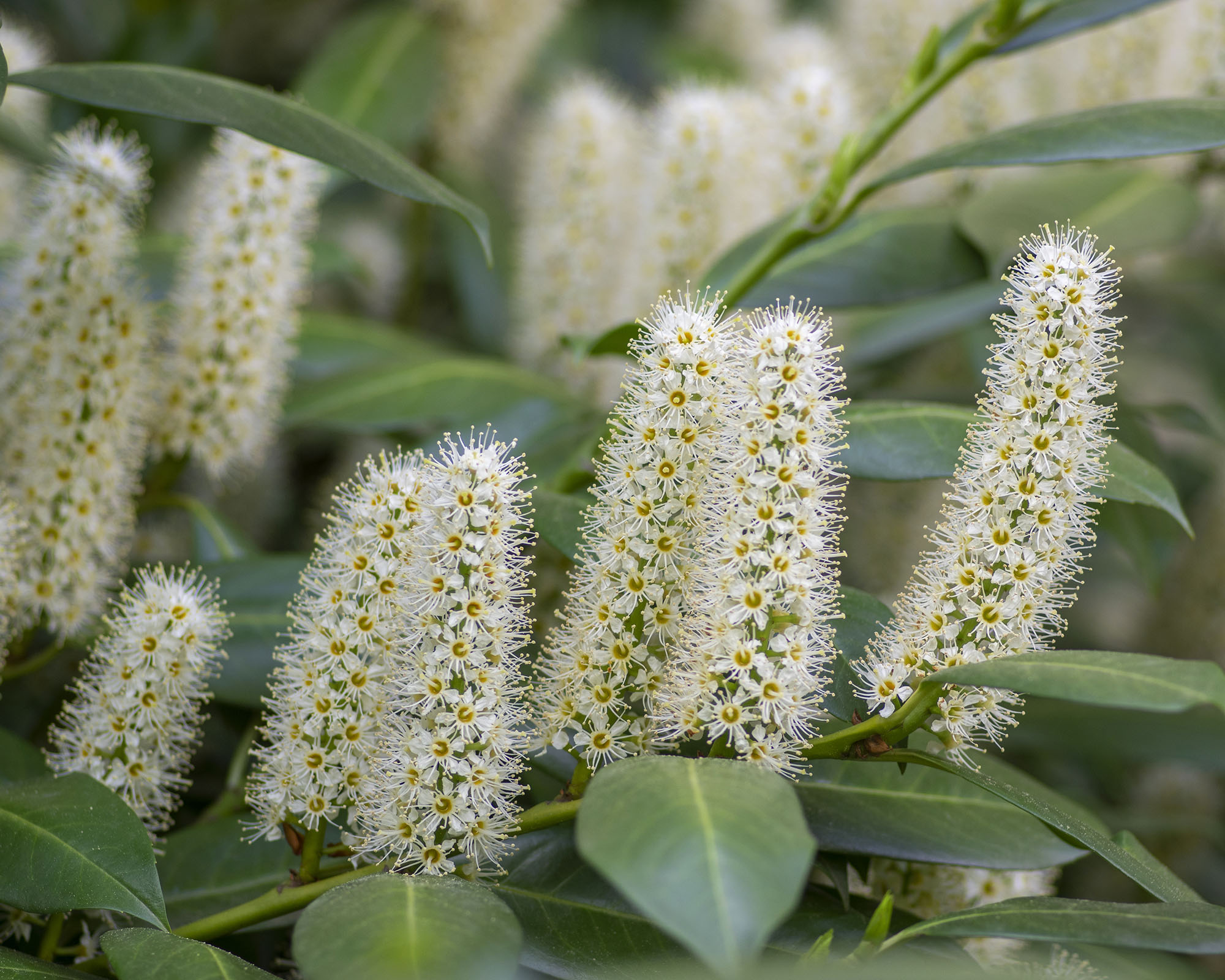 White flowers of cherry laurel (Prunus laurocerasus)