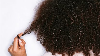 close up of back view of young woman stretching out strand of very curly hair