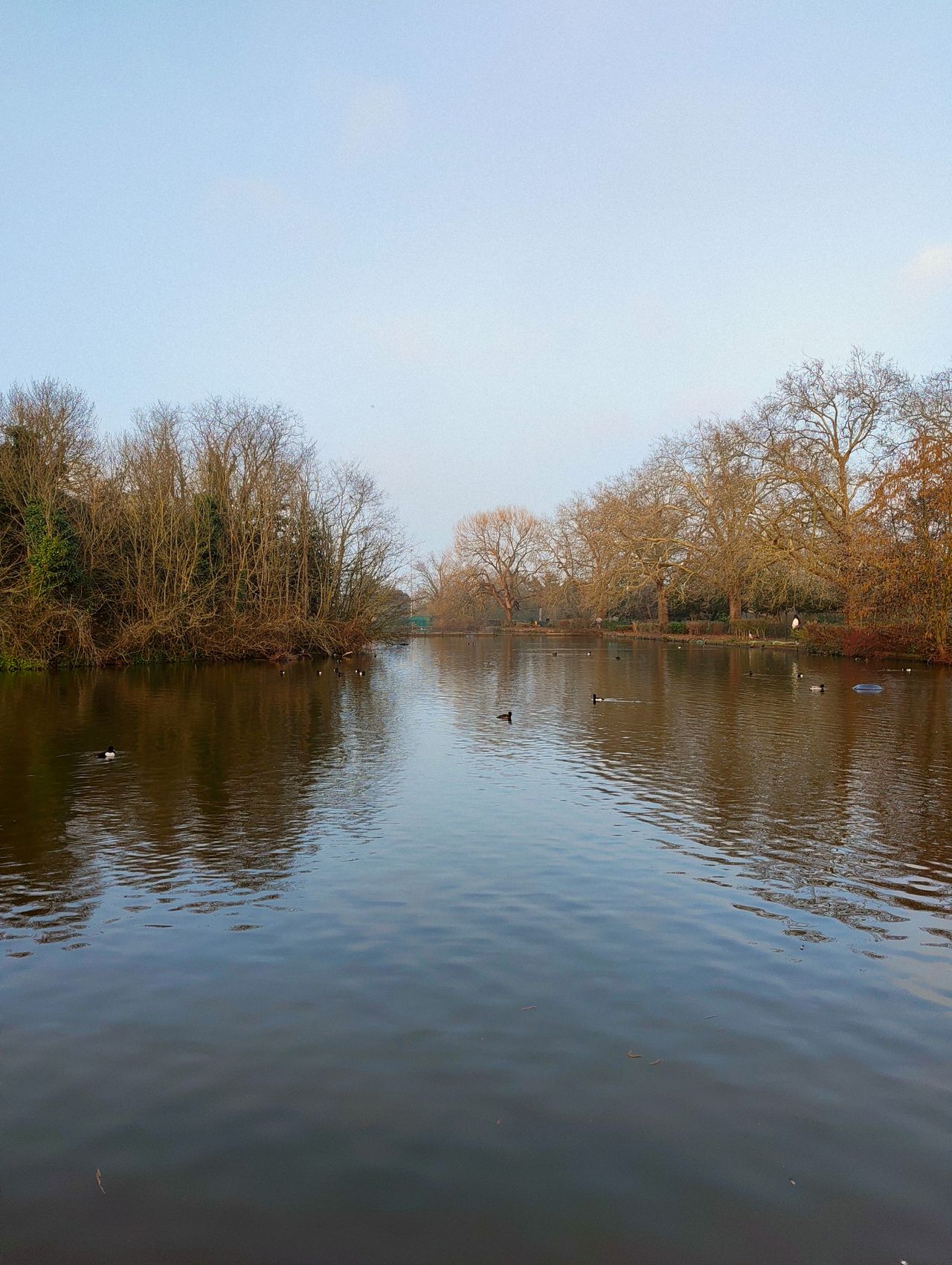 Wide lake scene with winter trees and waterfowl swimming across still water, photographed with the Nothing Phone (4a).