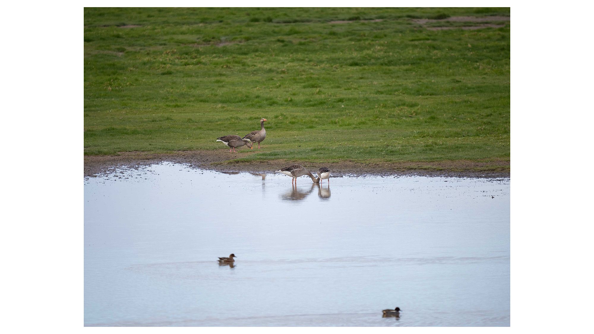 Birds at Slimbridge Wetland Centre on a lake surrounded by green grass 